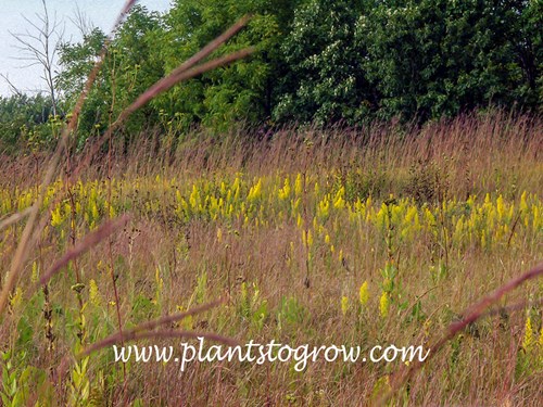Showy Goldenrod (Solidago speciosa)
A beautiful shot taken at the end of September of Showy Goldenrod blooming among some Bluestem grass